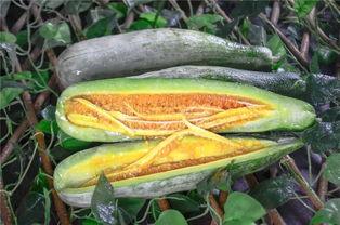 莱芜网红吃瓜,揭秘幕后故事与热门话题