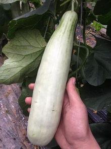 食堂吃瓜的网红叫什么